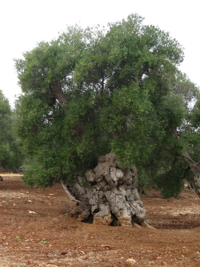 Masseria La Gravina * Palagianello